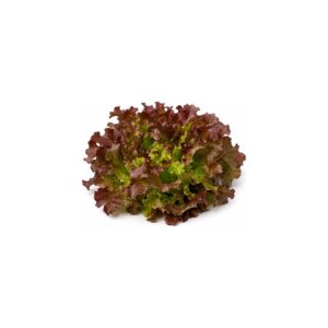 Feuille de chêne rouge
