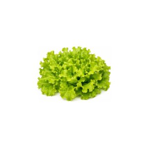 Feuille de chêne verte
