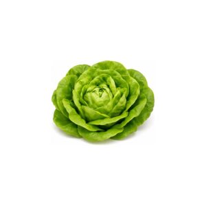 Salade pommée verte
